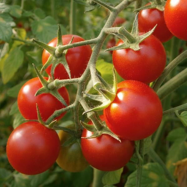 Tomate cerise - Cerise rouge • La Semencerie