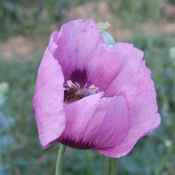 Pavot somnifère mauve à fleurs simples • La Semencerie