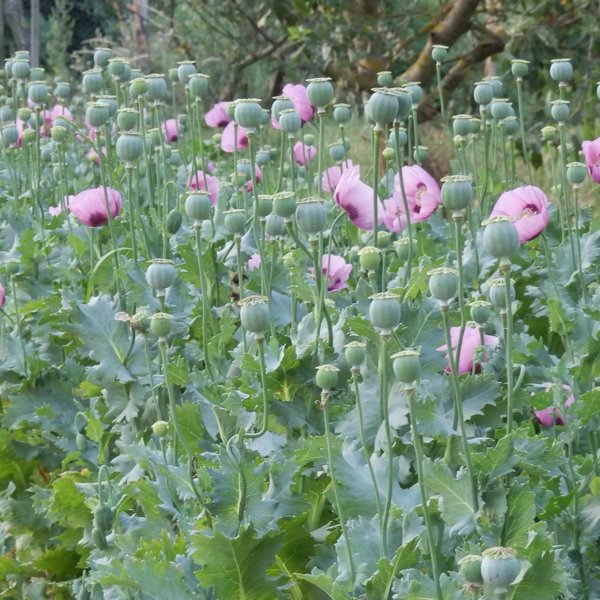 Pavot somnifère mauve à fleurs simples • La Semencerie