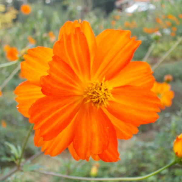 Cosmos sulfureux orange • La Semencerie