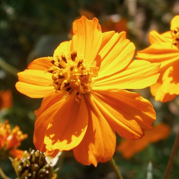 Cosmos sulfureux orange • La Semencerie