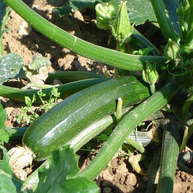 Courgette Verte des Maraîchers